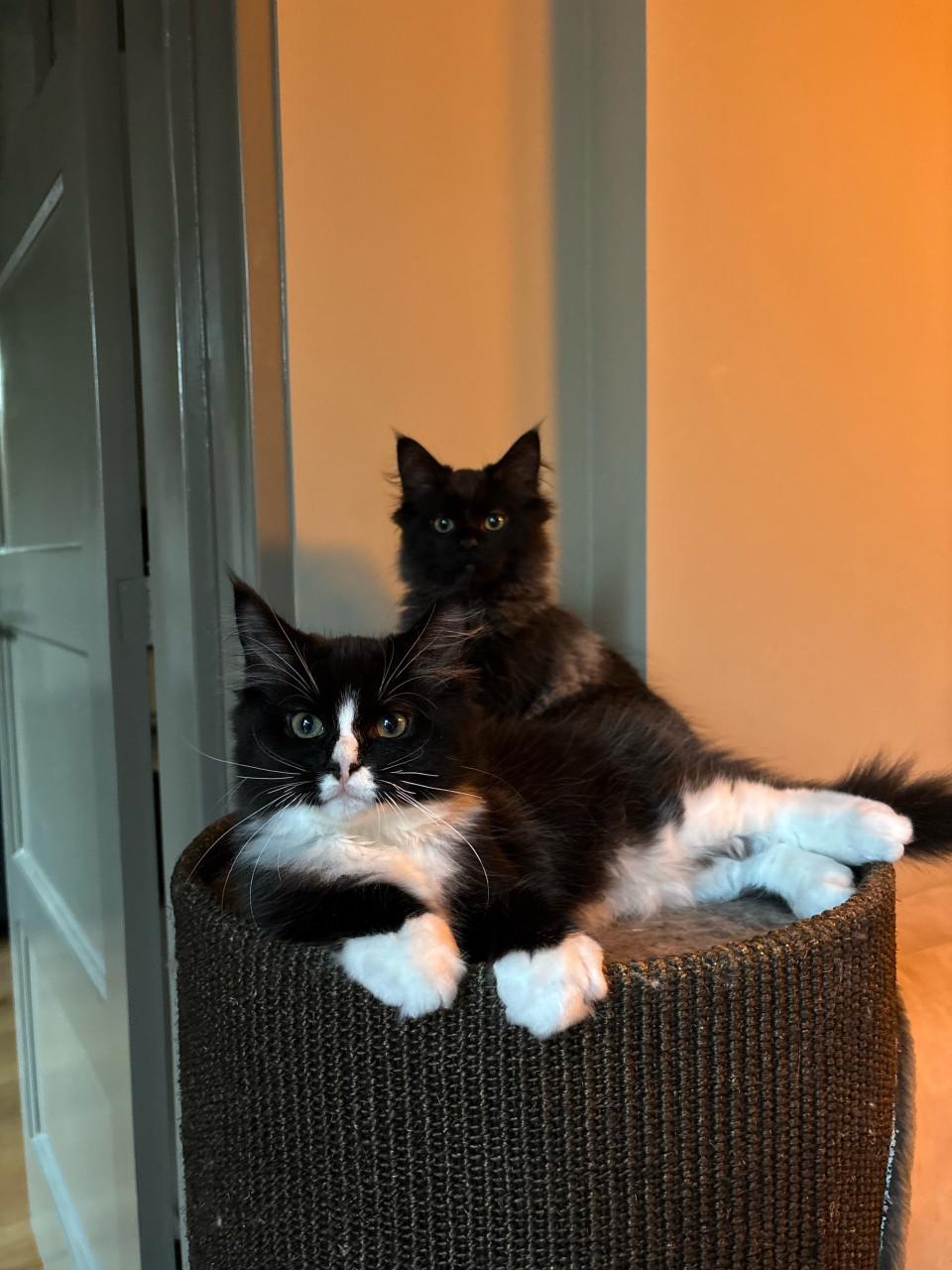 Katertje Ragdoll x Mainecoon