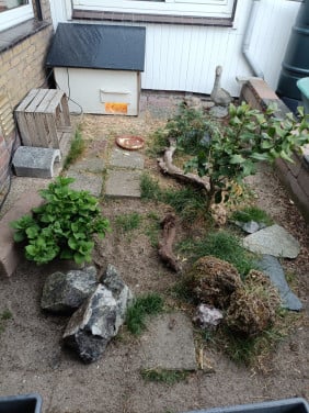 Gezocht landschildpadden vrouwelijke