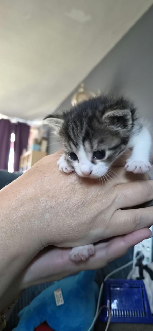 Kittens.