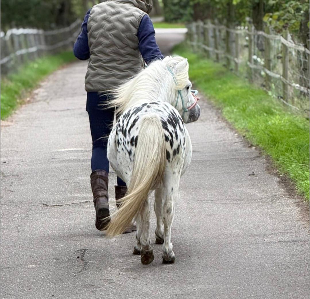 Prachtige mini Appaloosa hengst