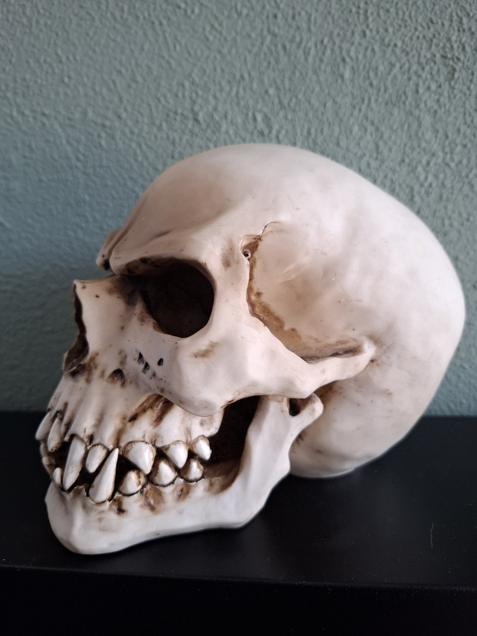 Skull