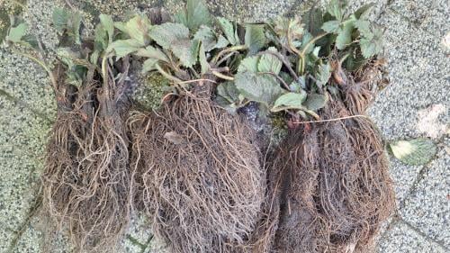 Aardbeienplanten