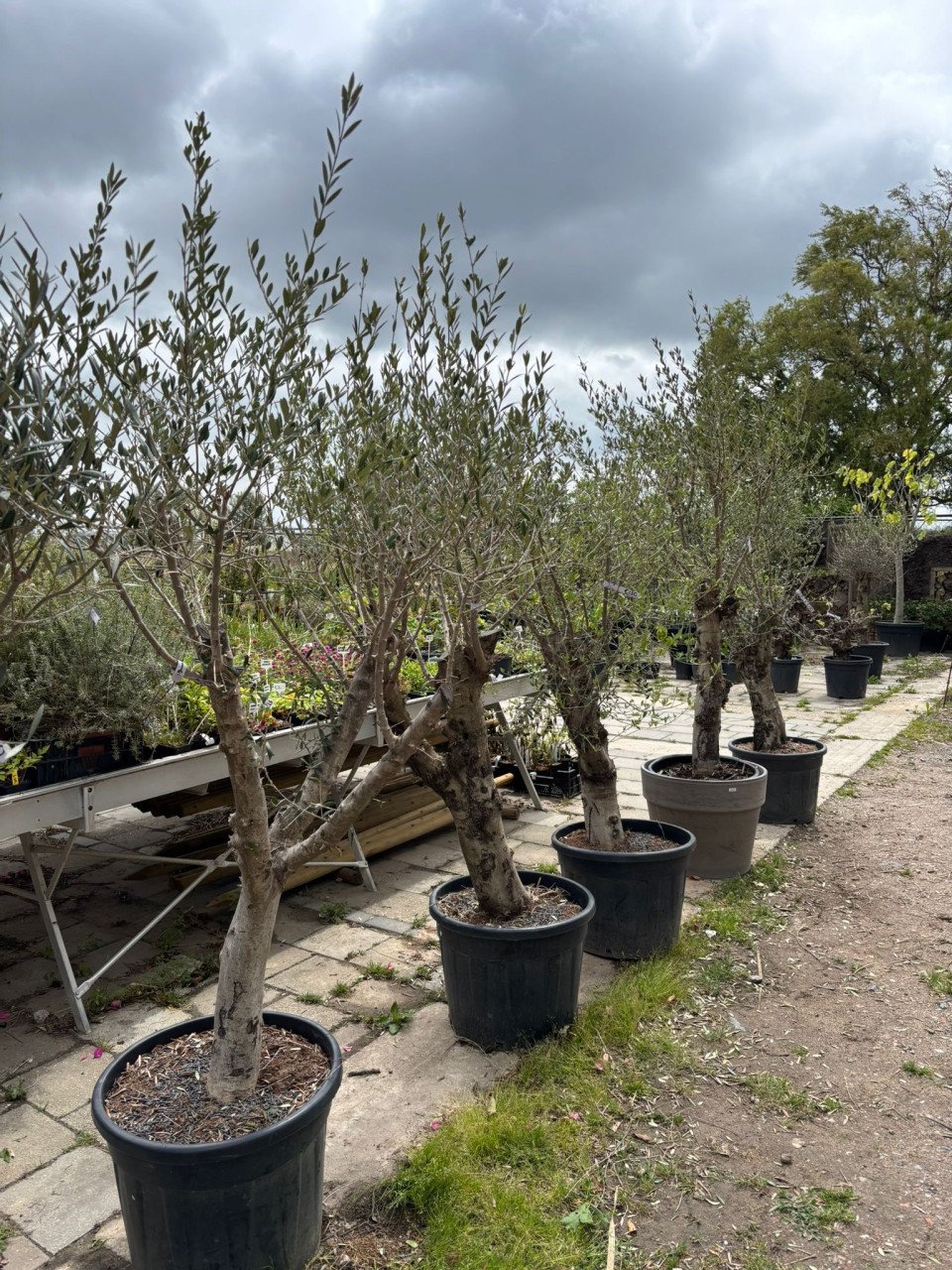 OLIJFBOMEN, YUCCA’S 30 % KORTING (op alles)