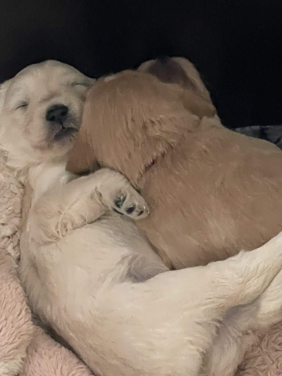Mooie pups Golden retriever x Labradoodle