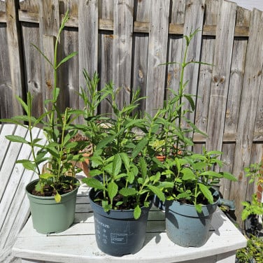 Verbena