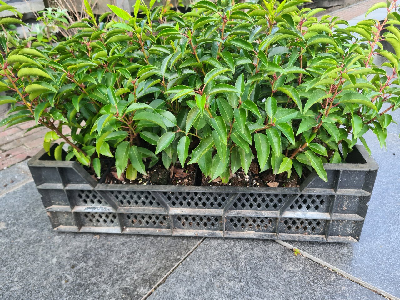 Portugese laurier haagplantjes 30-40 cm