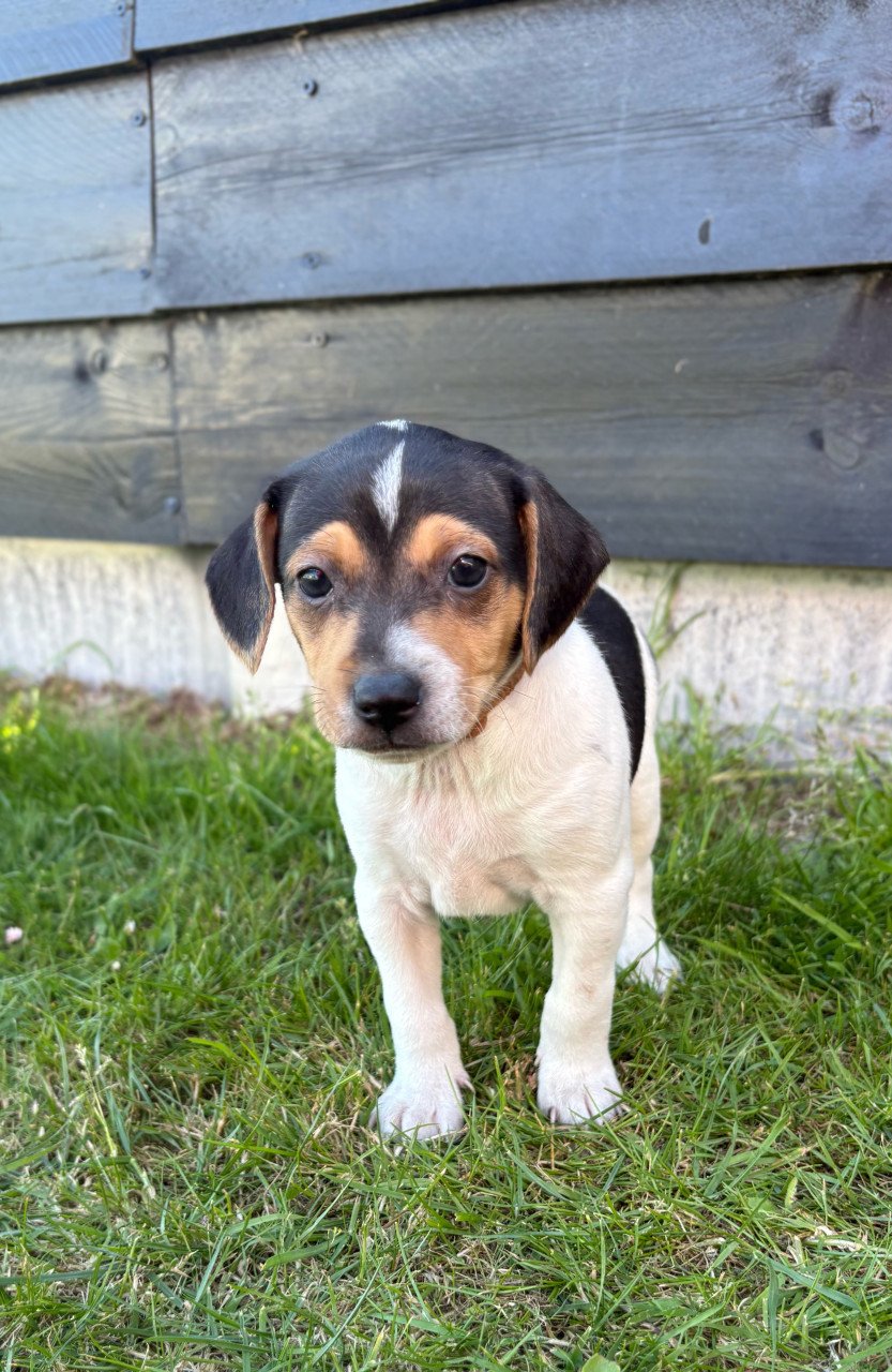 Prachtige boerenfox pups