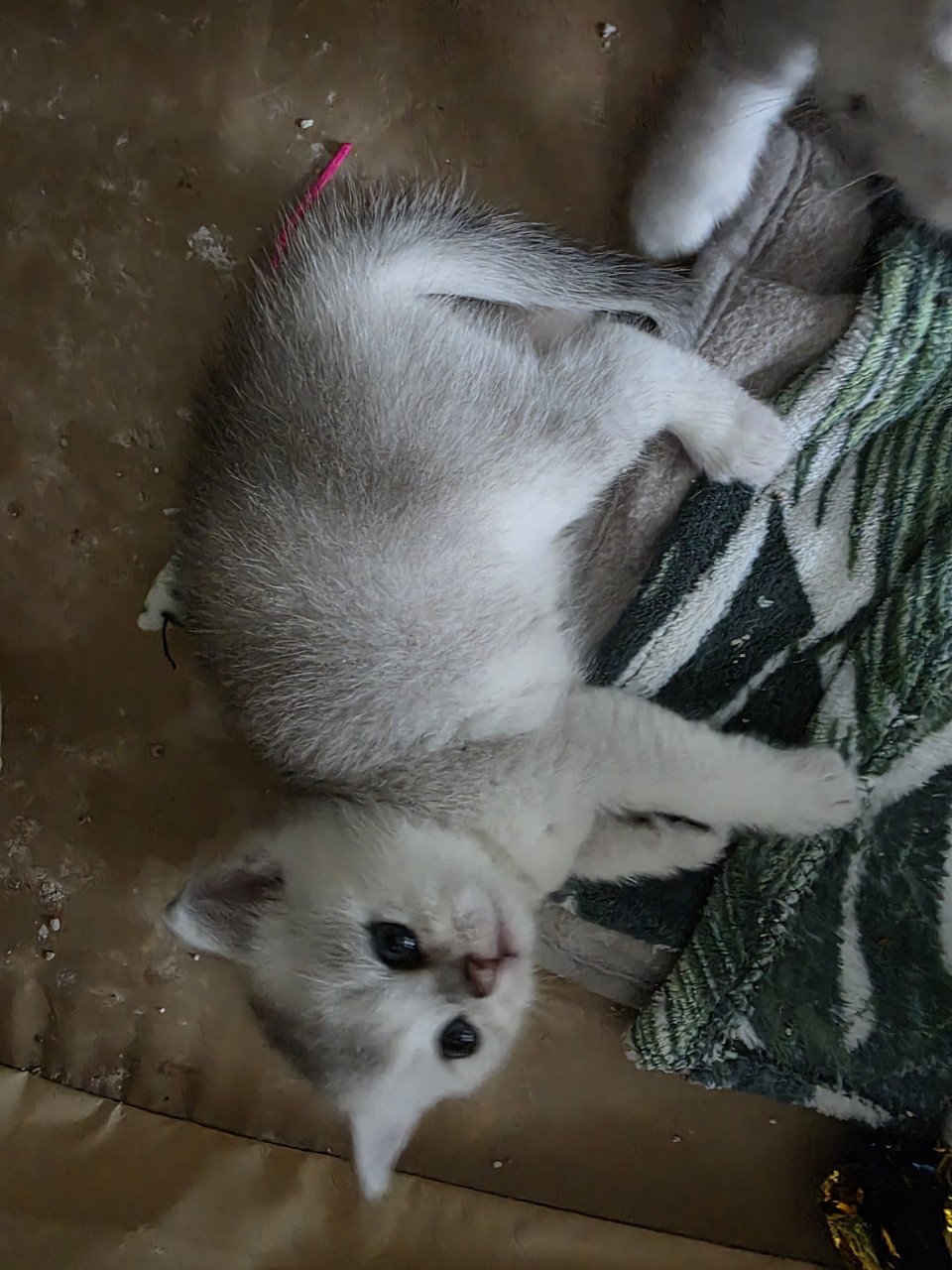 Brits korthaar silver tabby (Whiskas)