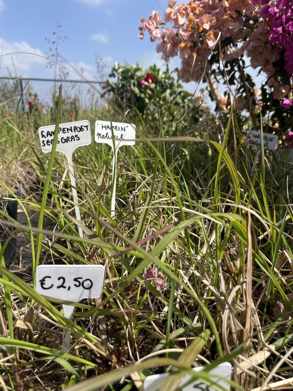 Diverse soorten (jonge siergrassen)