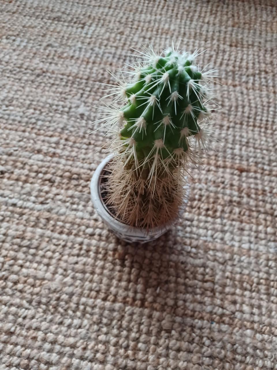 Cactus