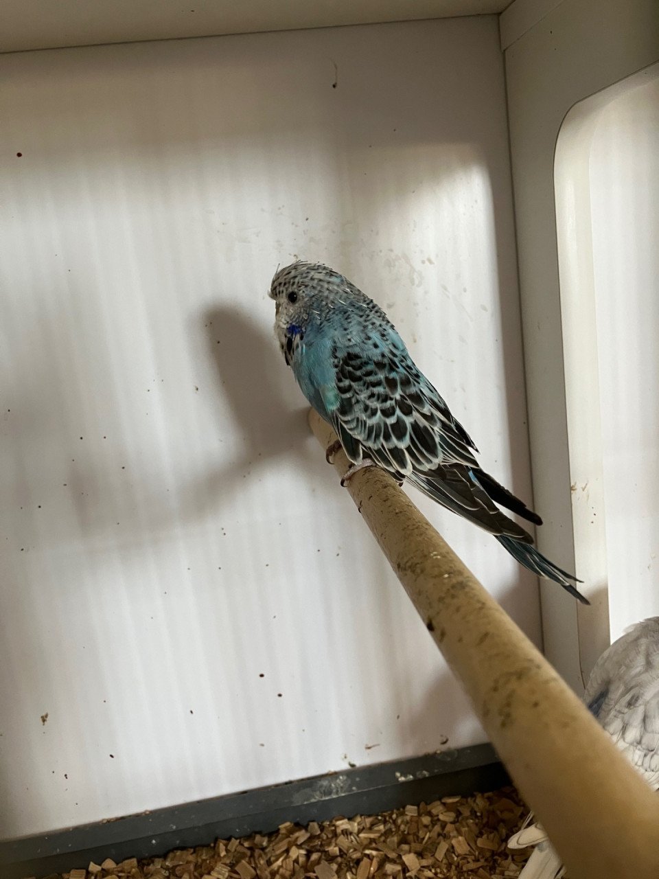 Jonge Engelse grasparkieten