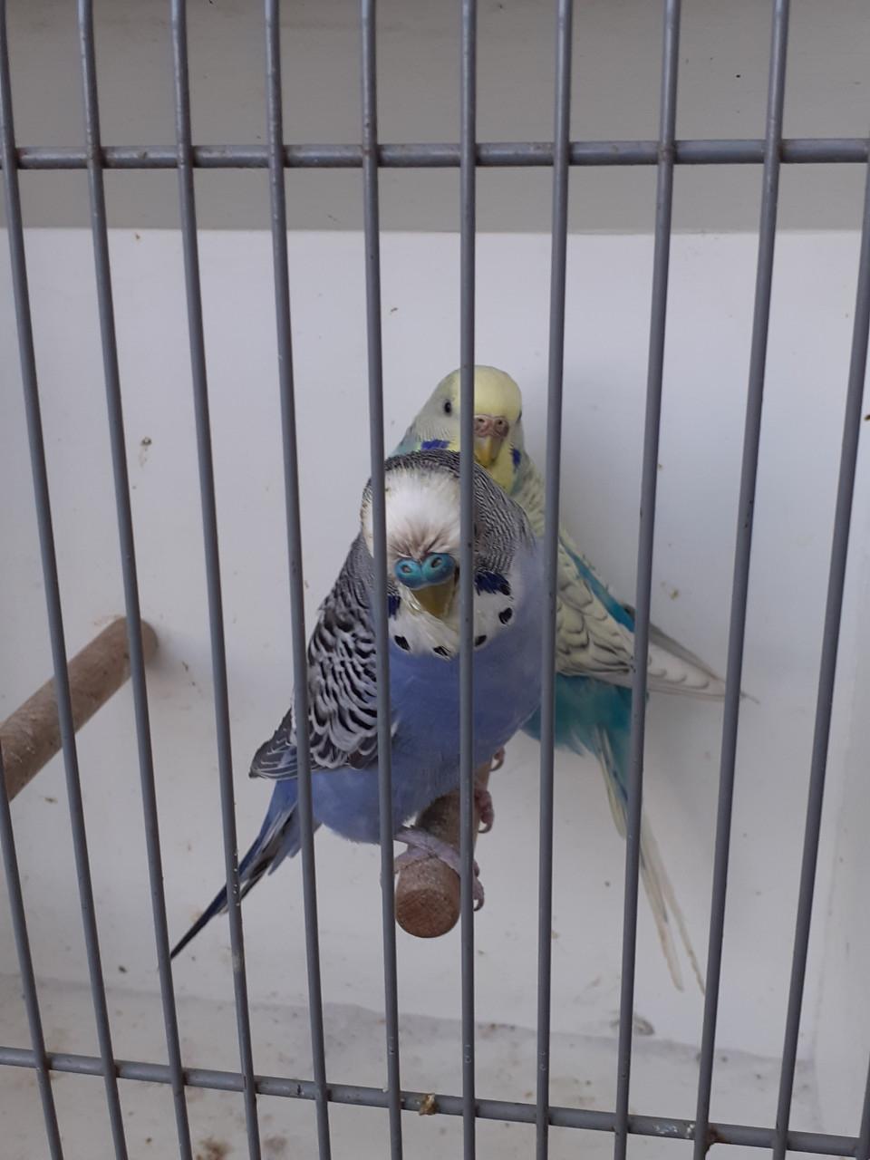 Koppels grasparkieten