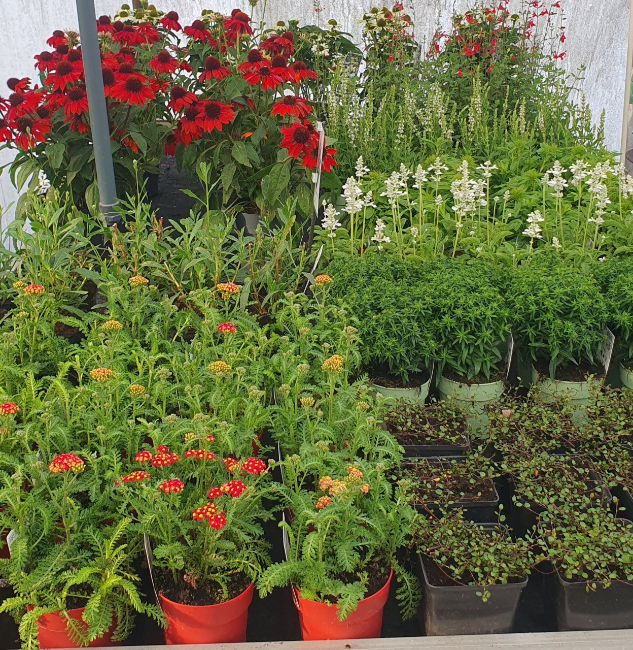 Tuinplanten OUDELANDE