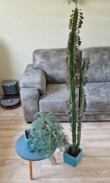 Gratis Planten voor binnen of sere