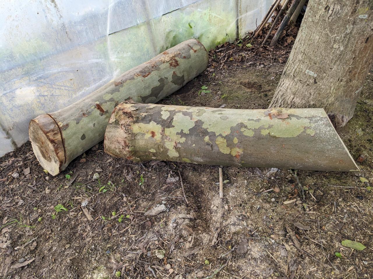 Houten schijven acacia ter decoratie
