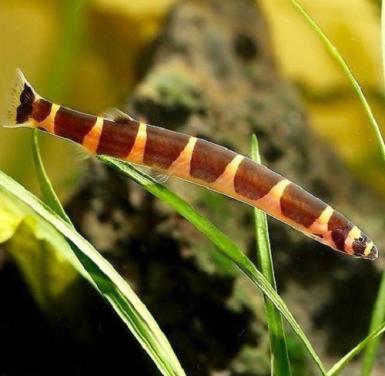 3 kuhli’s/ slangenvisje.