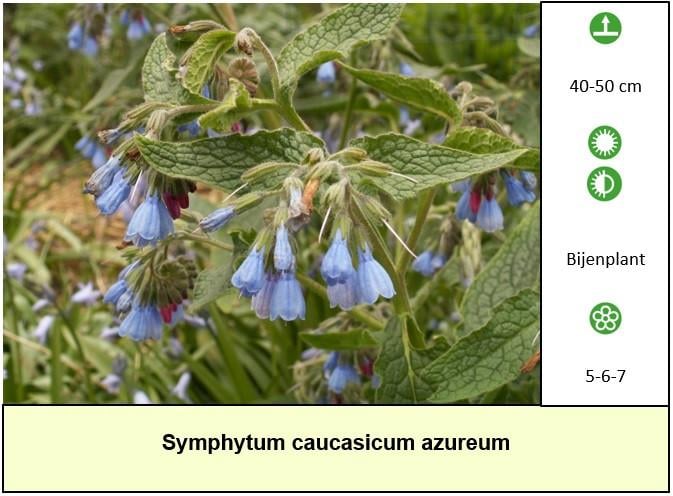 Het plantenkraampje: veel keuze aanvaste planten voor slechts €1,25 p/st.