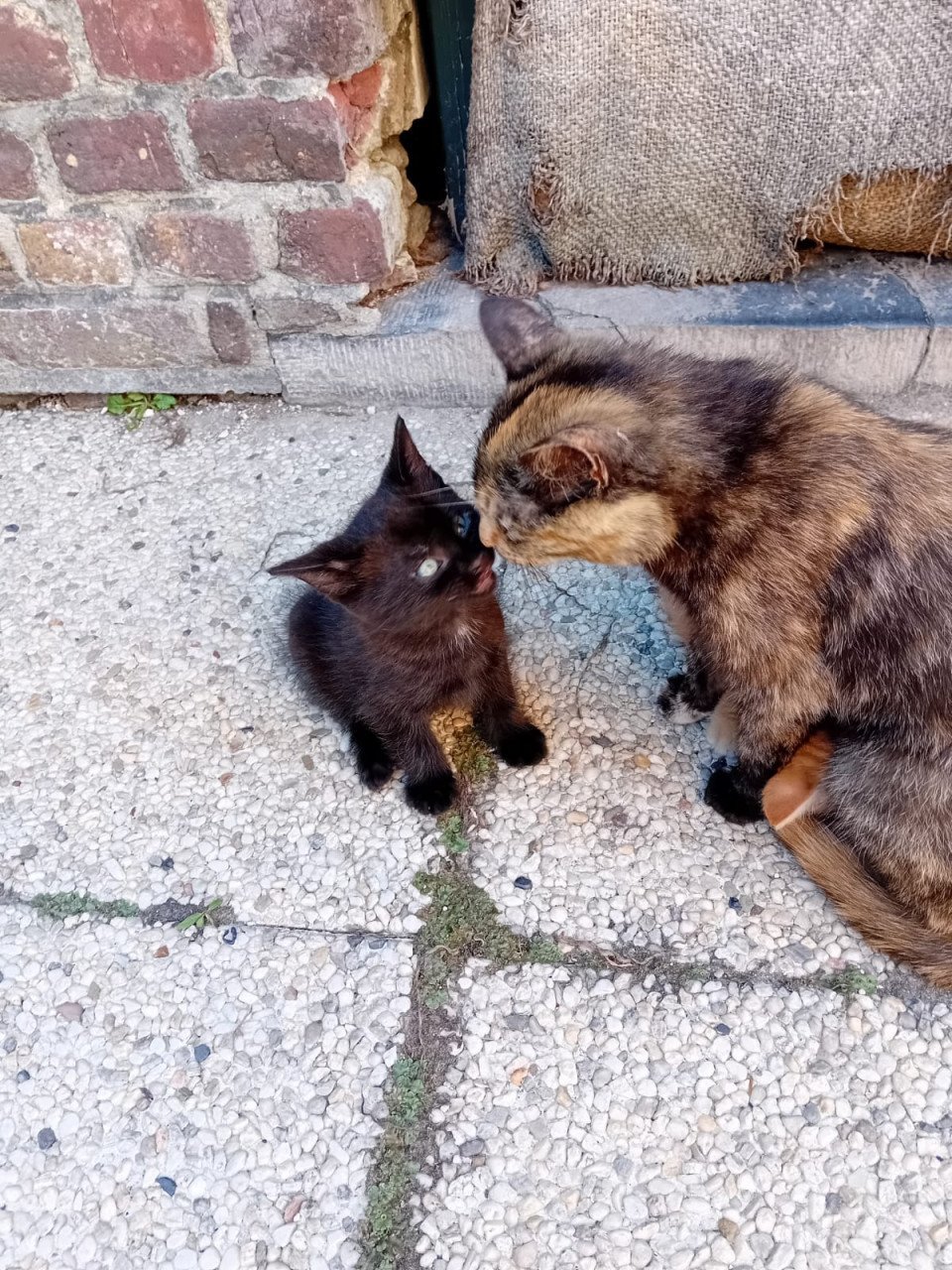 Kittens