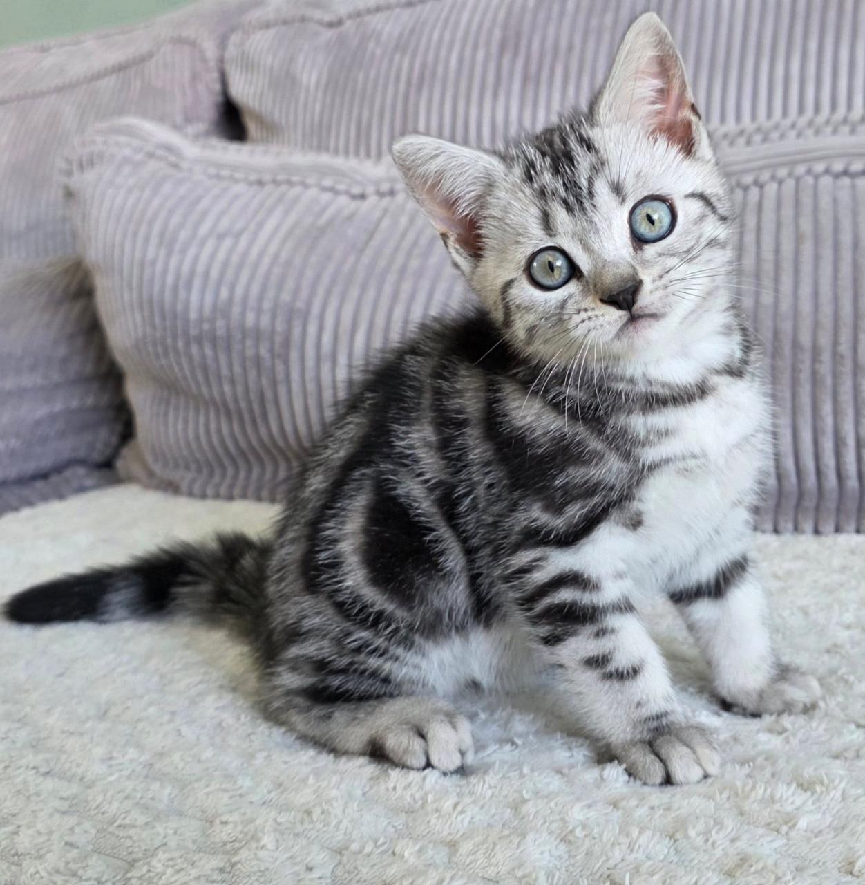 Brits korthaar kitten (Whiskas)