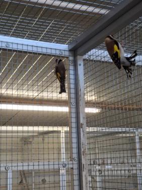 1 x bloemputter man, 1 x majoor putter man