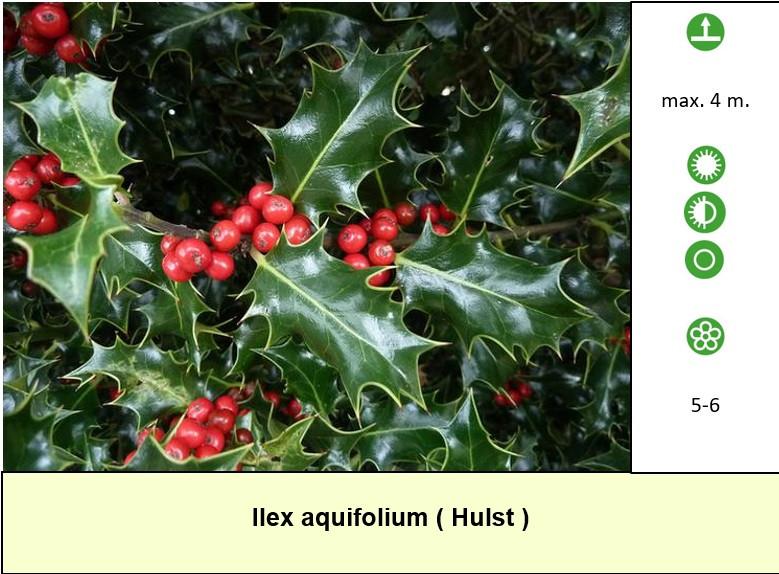Mooie grotere potmaten in ons plantenkraampje,... ++ TIP ++
