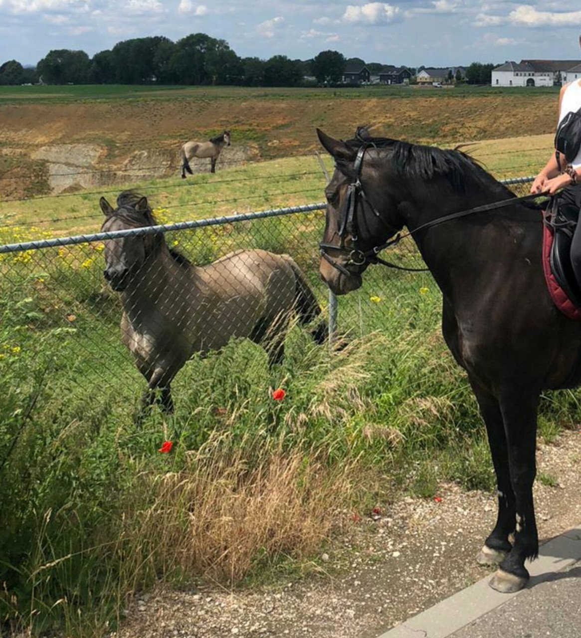 Meerdere fijne recreatiepaarden te koop