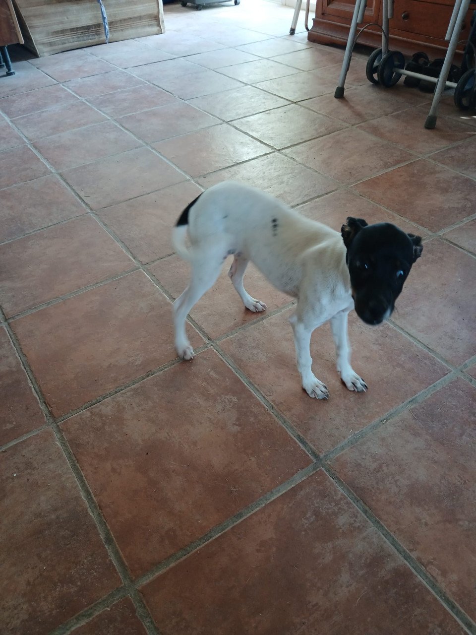 Alora Dog Rescue: Kleine Cristi liep verdwaald rond