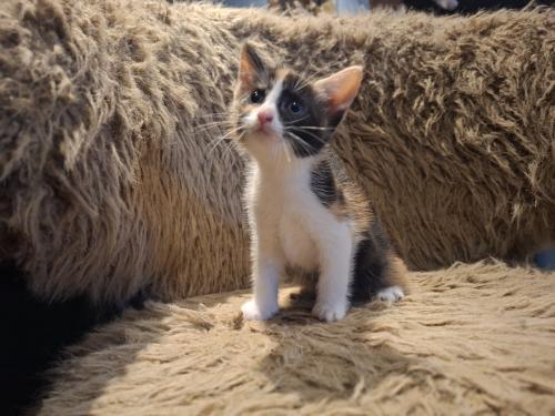 Kittens