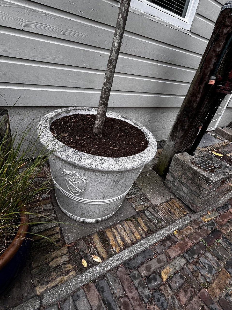 Olijfboom, 240 cm hoog, met stenen pot.