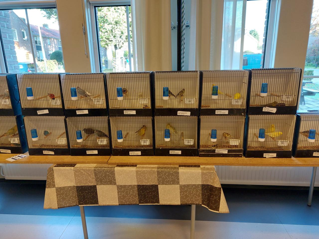 Zaterdagmorgen 13 december vogelbeurs de Vogelvrienden Goes