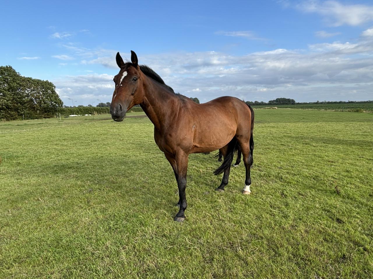 Paard zoekt huis❤️