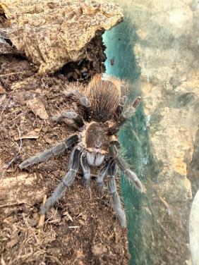 Mexicaanse Roodromp Vogelspin