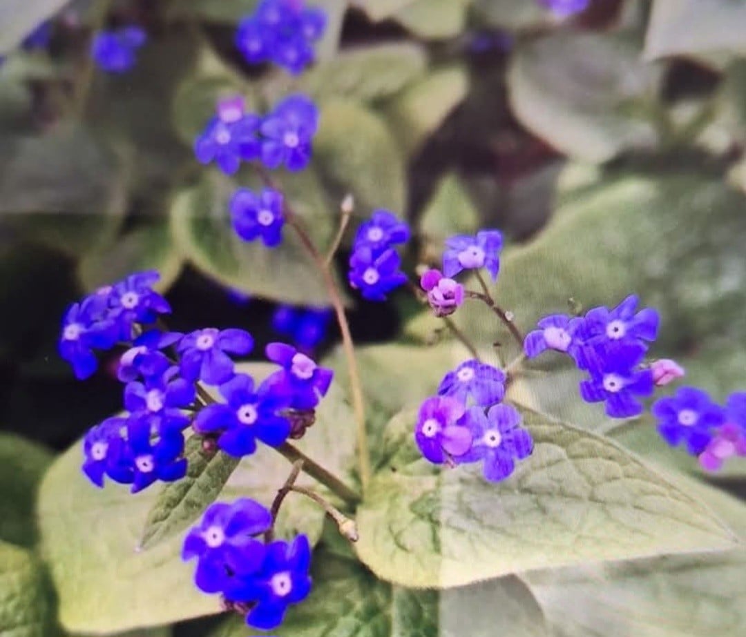 Planten 2 euro per stuk
