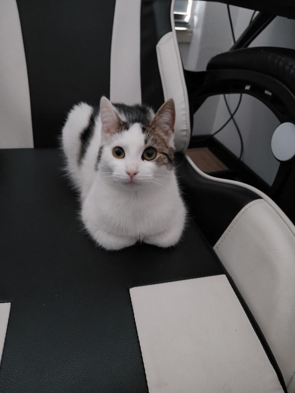 2 katten zijn zusjes met elektronische kattenbak en toebehoren kan ook apar