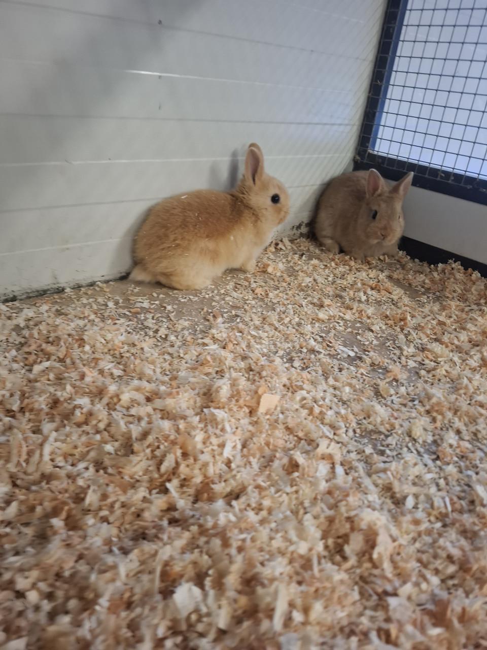 Jonge kleurdwergkonijntjes