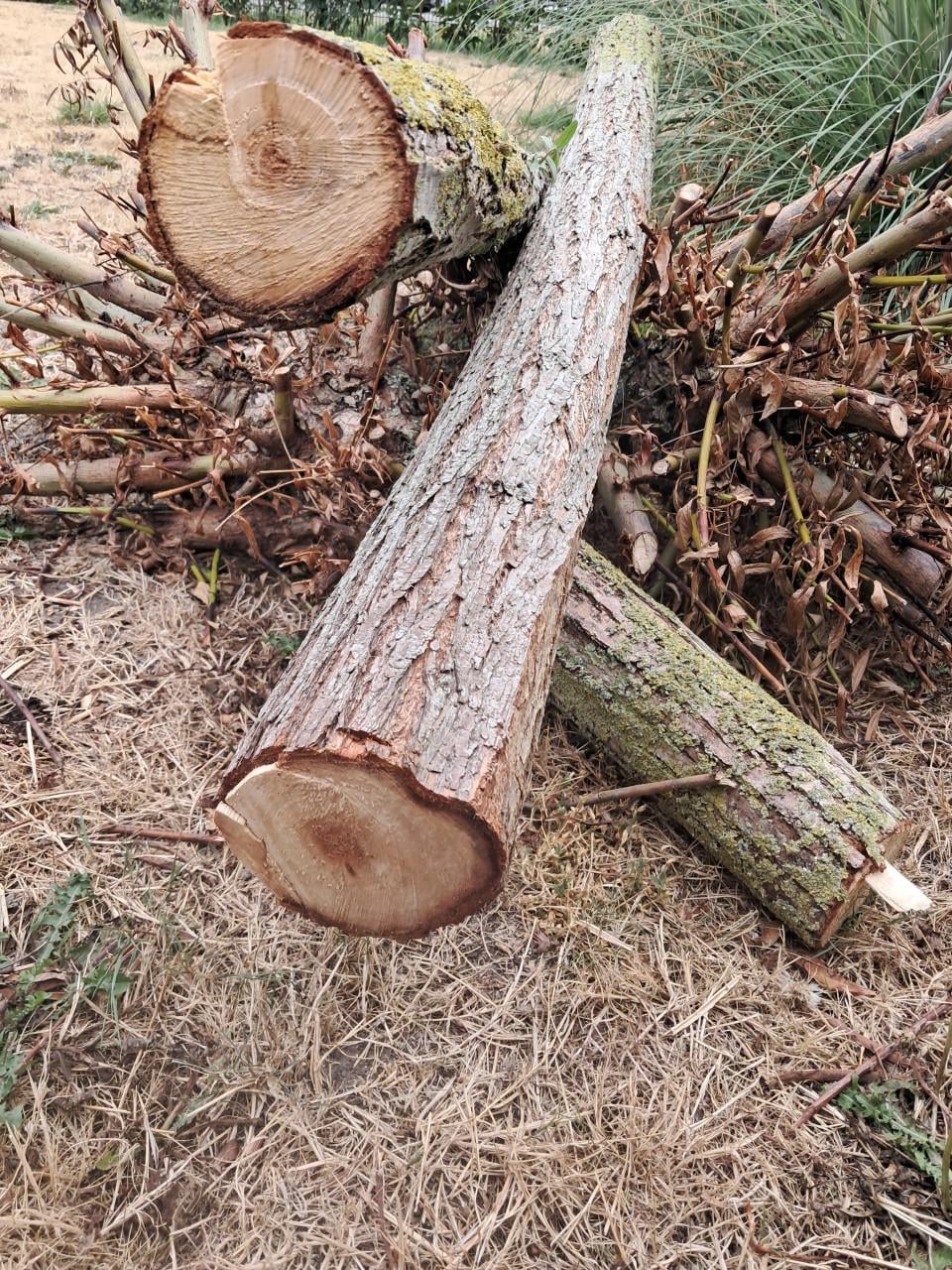 Haardhout wilgenhout