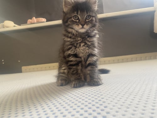 Kittens