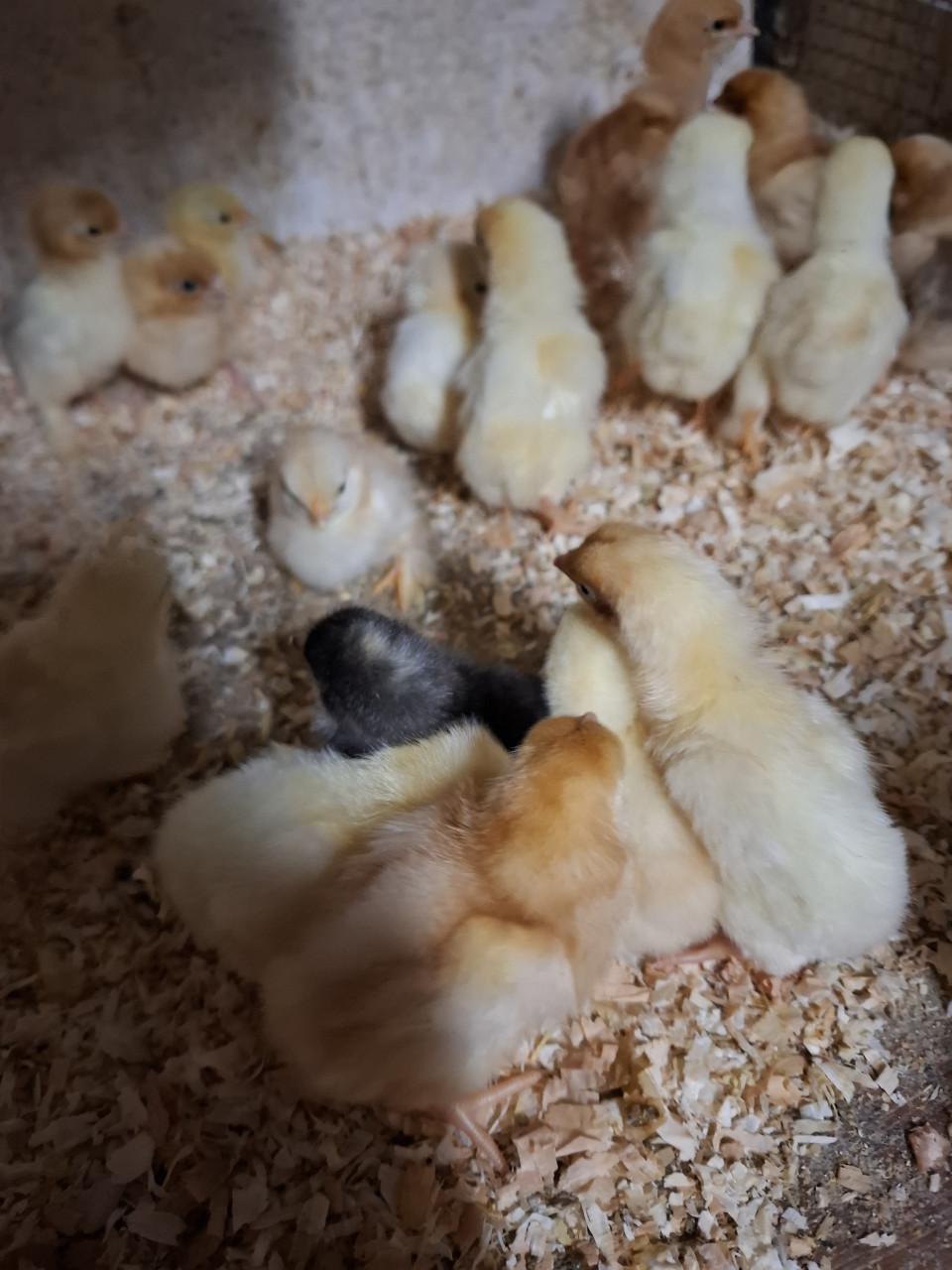 Eendagskuikens diverse kippenrassen