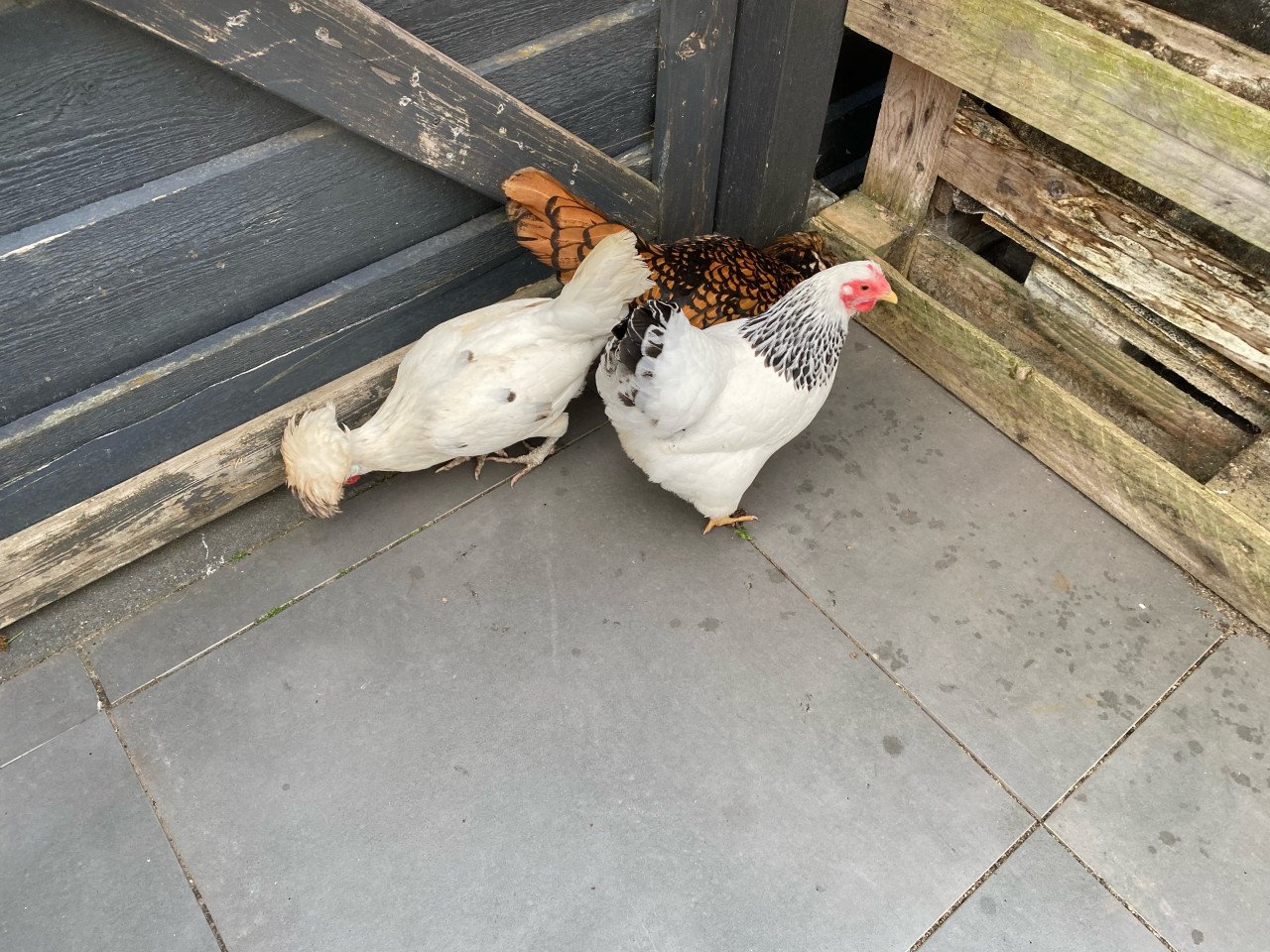 3 krielkipjes van 2 jaar oud