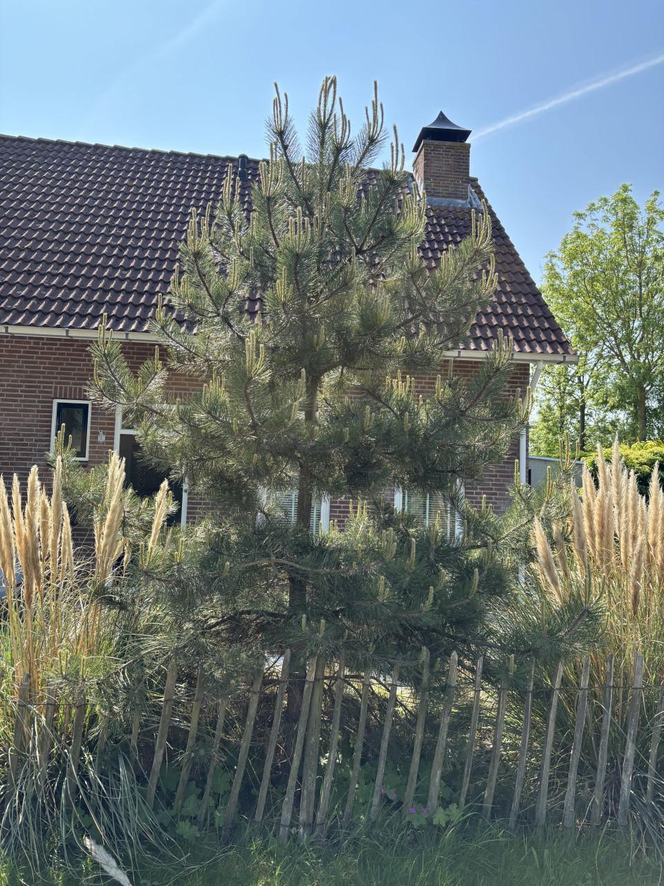 Dennenboom (pinus nigra)