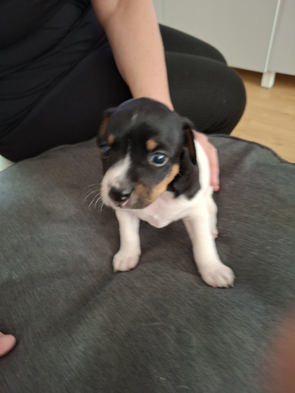 Boerenfox pups