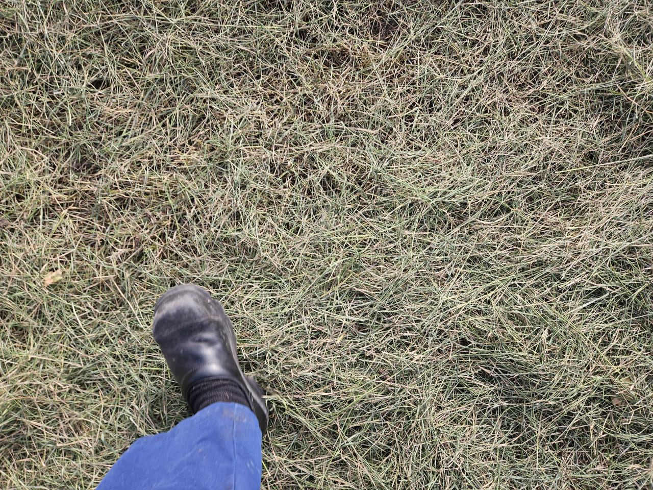 Wikkelbalen voordroog hooi