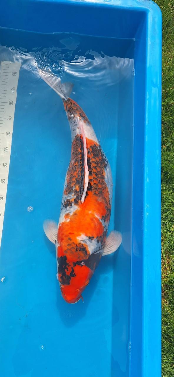 Ueno Showa 68 cm