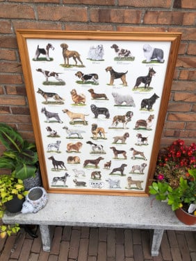 Honden poster ingelijst achter ontspiegeld.