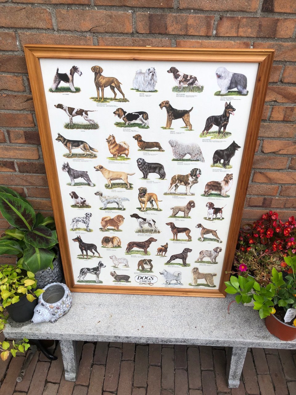 Honden poster ingelijst achter ontspiegeld.