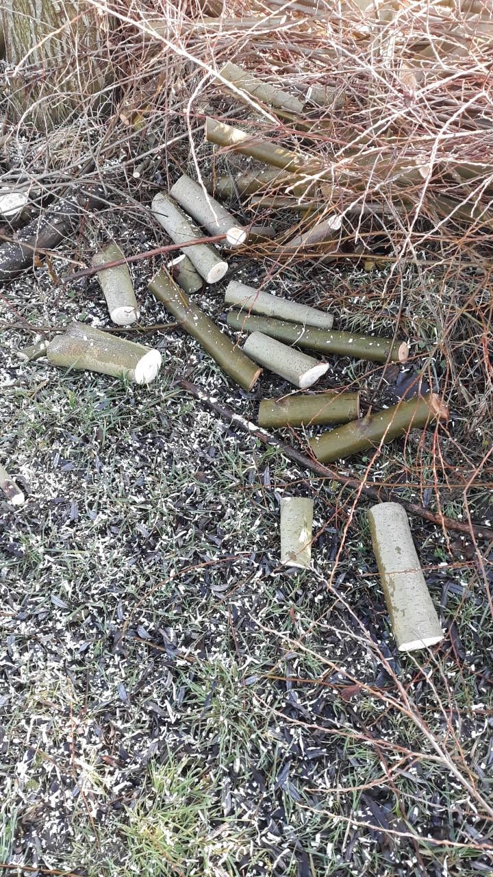 Haardhout. (Wilgenhout)