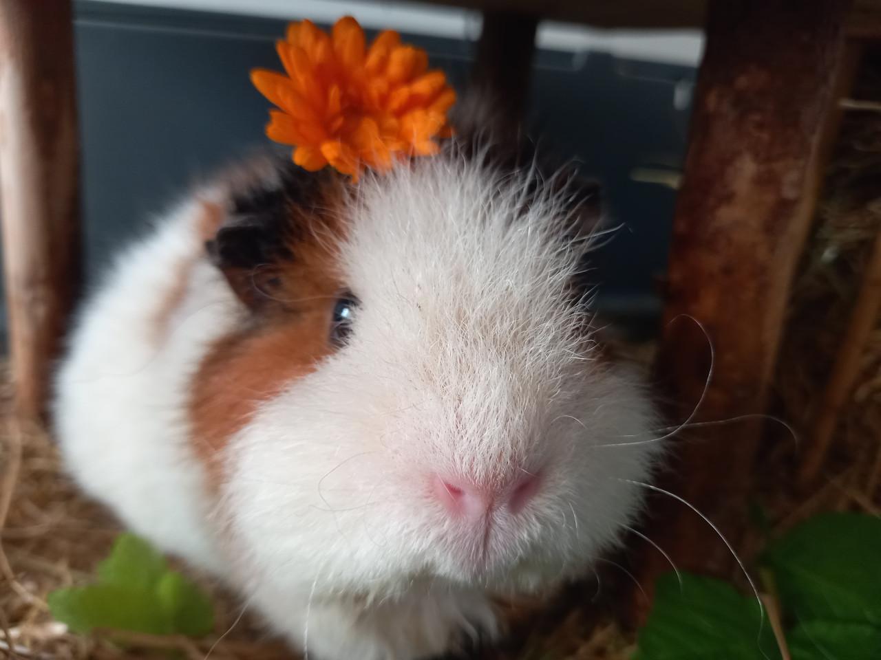 Nood opvang/ herplaatsing cavia's