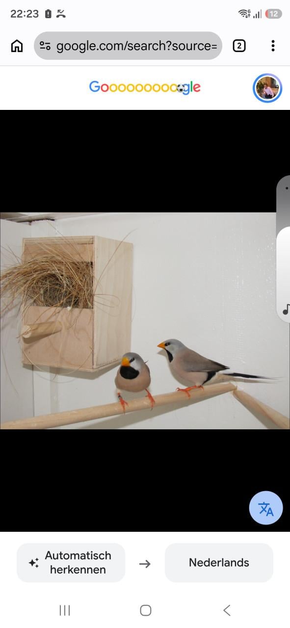 Te koop mooie gezonde spitstaart koppeltje
