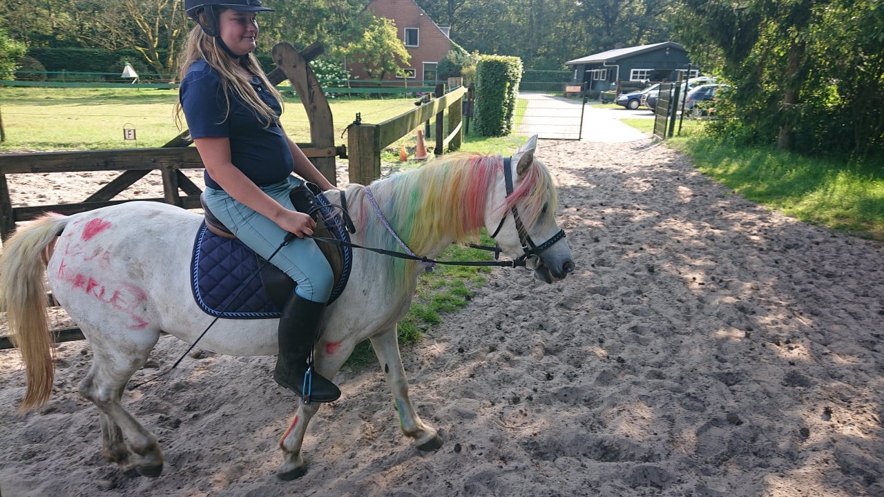 Lieve welsh-B pony