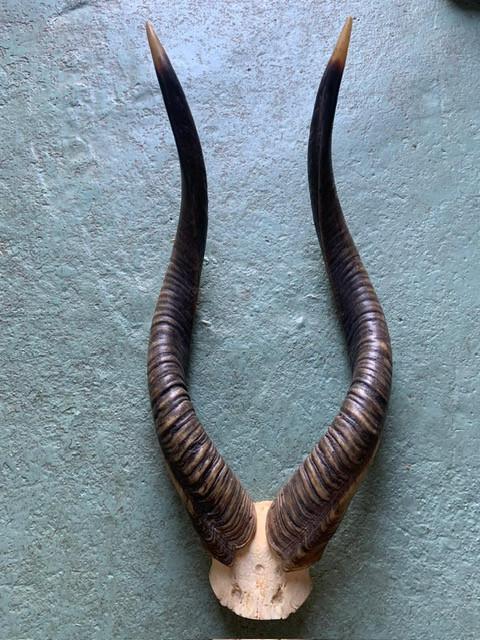Te koop. Schedel hoorns nyala antilope ca 70 cm !!!